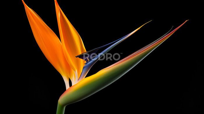 Papier peint  Strelitzia Bird of paradise flower