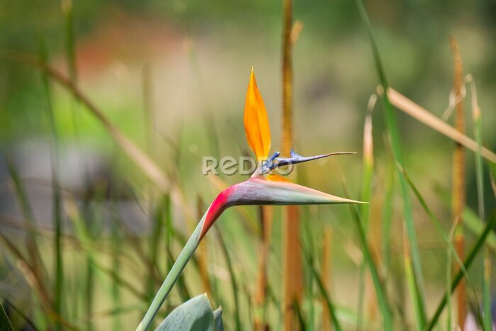 Papier peint  Strelitzia, bird of paradise flower alongside a pond