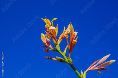 Papier peint  Strelitzia (bird of paradise flower) at the Herrenhausen Gardens in Hannover, Germany