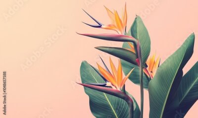 Papier peint  strelitzia bird of paradise flower botanical illustration