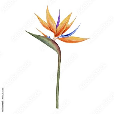 Papier peint  Strelitzia, bird of paradise flower branch watercolor illustration on white background. Template for textile, fabric, wallpaper, card, packaging, party.