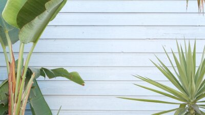 Papier peint  Strelitzia bird of paradise flower, California dreaming USA. Summertime aesthetic of Santa Monica and Venice Beach on Pacific ocean. Atmosphere of Hollywood. Blue wooden wall, LA spring fresh vibes.