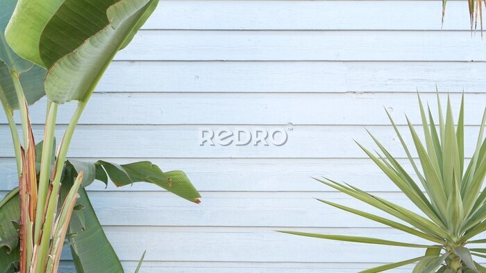 Papier peint  Strelitzia bird of paradise flower, California dreaming USA. Summertime aesthetic of Santa Monica and Venice Beach on Pacific ocean. Atmosphere of Hollywood. Blue wooden wall, LA spring fresh vibes.