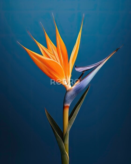 Papier peint  Strelitzia - bird of paradise flower - generative ai