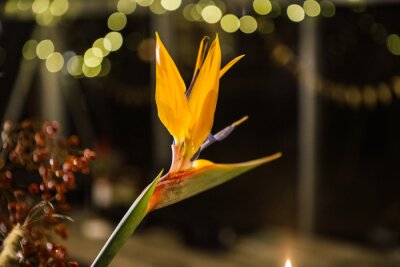 Papier peint  Strelitzia bird of paradise flower in a christmas decorated setting