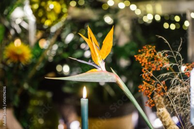 Papier peint  Strelitzia bird of paradise flower in a christmas decorated setting