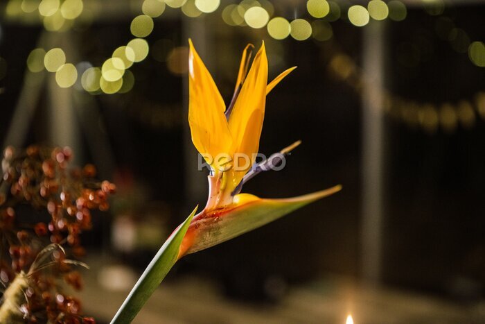 Papier peint  Strelitzia bird of paradise flower in a christmas decorated setting
