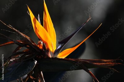 Papier peint  Strelitzia bird of paradise flower in a garden of Israel