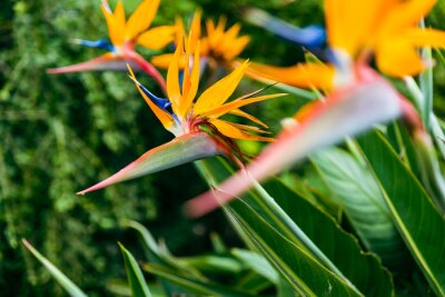Papier peint  Strelitzia. Bird of Paradise Flower in a Nature Garden, Abstract. Macro, shallow depth of field, texture background, flower close-up.