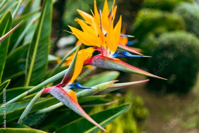 Papier peint  Strelitzia. Bird of Paradise Flower in a Nature Garden, Abstract. Macro, shallow depth of field, texture background, flower close-up.