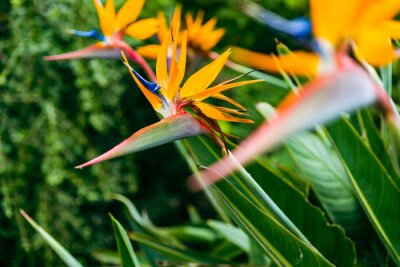 Papier peint  Strelitzia. Bird of Paradise Flower in a Nature Garden, Abstract. Macro, shallow depth of field, texture background, flower close-up.