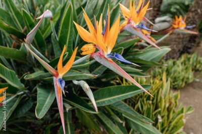 Papier peint  Strelitzia. Bird of Paradise Flower in a Nature Garden, Abstract. Macro, shallow depth of field, texture background, flower close-up.