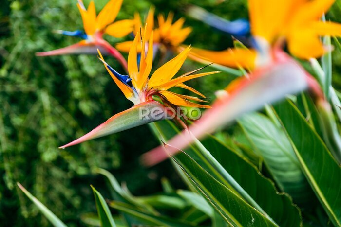 Papier peint  Strelitzia. Bird of Paradise Flower in a Nature Garden, Abstract. Macro, shallow depth of field, texture background, flower close-up.