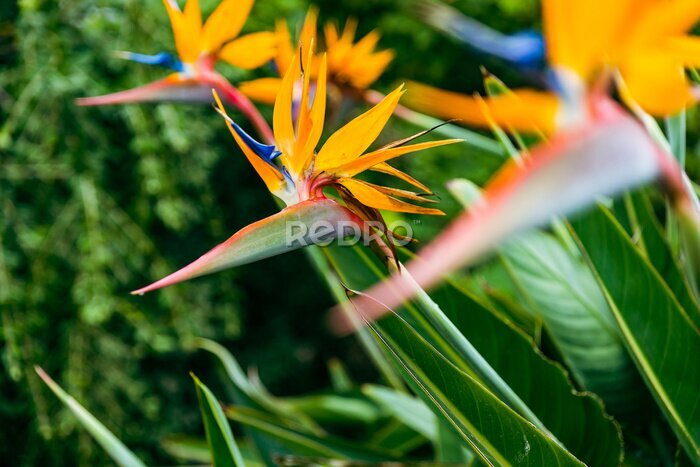 Papier peint  Strelitzia. Bird of Paradise Flower in a Nature Garden, Abstract. Macro, shallow depth of field, texture background, flower close-up.