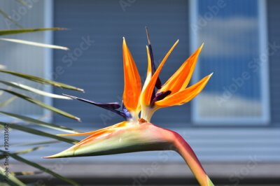 Papier peint  Strelitzia bird of paradise flower in bright light in front of blurred grey house background.