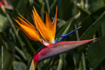 Papier peint  Strelitzia (Bird of Paradise flower) in Santa Catarina Park, Funchal, Madeira, Portugal