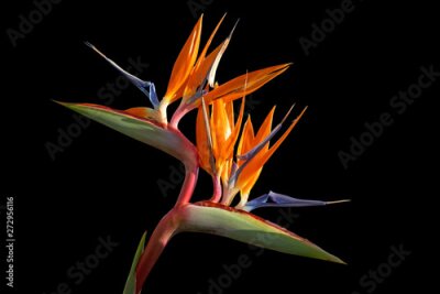 Papier peint  Strelitzia - Bird of paradise flower isolated on black background
