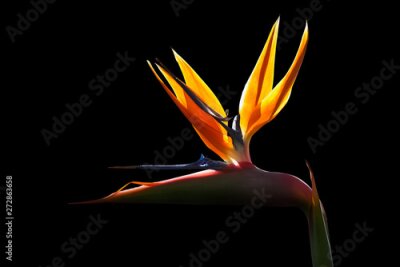 Papier peint  Strelitzia - Bird of paradise flower isolated on black background