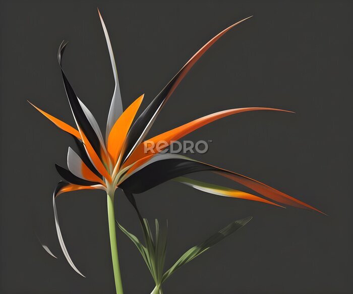 Papier peint  Strelitzia - Bird of paradise flower isolated on black background.