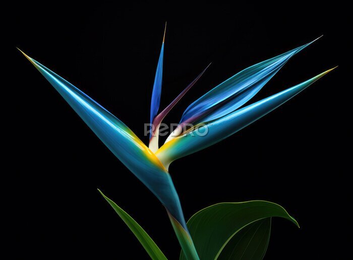 Papier peint  Strelitzia - Bird of paradise flower isolated on black background. High quality photo