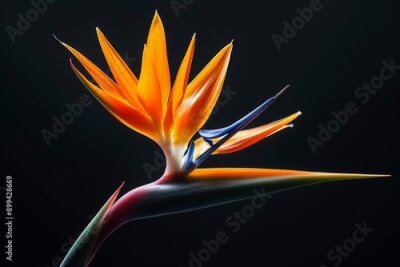 Papier peint  Strelitzia - Bird of paradise flower isolated on black background. High quality photo, Generative AI