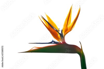 Papier peint  Strelitzia - Bird of paradise flower isolated on white background