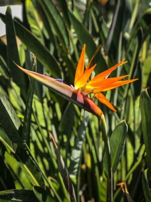 Papier peint  Strelitzia, bird of paradise flower. plant and inflorescence close-up. yellow inflorescence