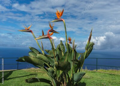 Papier peint  Strelitzia - Bird of Paradise flower, shot in Madeira