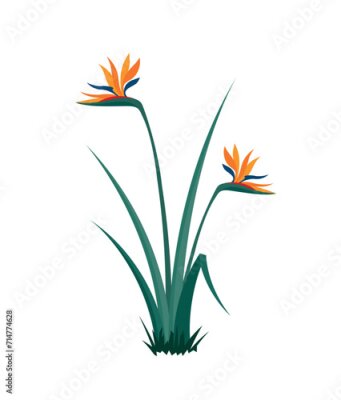 Papier peint  Strelitzia (bird of paradise) flowering bush, eps 10 format