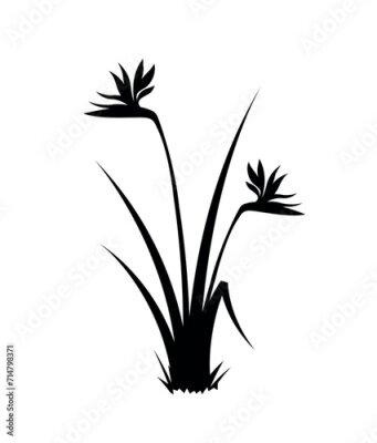 Papier peint  Strelitzia (bird of paradise) flowering bush silhouette vector, eps 10 format