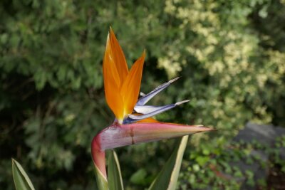 Papier peint  Strelitzia bird of paradise flowers