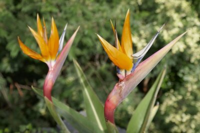 Papier peint  Strelitzia bird of paradise flowers