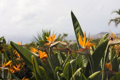 Papier peint  Strelitzia bird of paradise flowers.