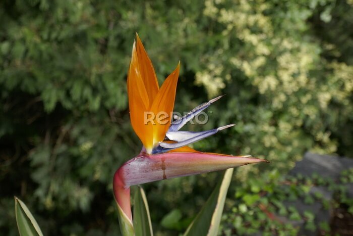 Papier peint  Strelitzia bird of paradise flowers