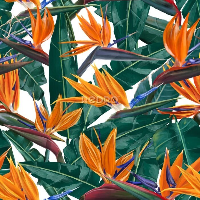 Papier peint  Strelitzia (bird of paradise) flowers and leaves watercolor seamless pattern.