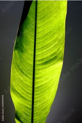 Papier peint  Strelitzia,bird of paradise leaf 
