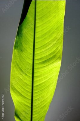 Papier peint  Strelitzia,bird of paradise leaf 