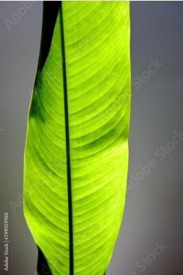 Papier peint  Strelitzia,bird of paradise leaf