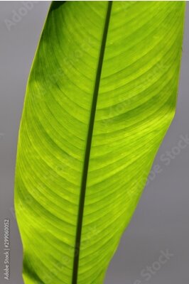 Papier peint  Strelitzia,bird of paradise leaf closeup