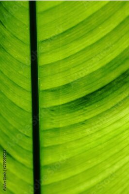 Papier peint  Strelitzia,bird of paradise leaf closeup
