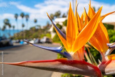 Papier peint  Strelitzia, bird of paradise or crane flower, perennial plant of South African origin, the floral emblem of the City of Los Angeles, California 