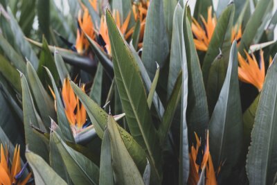 Papier peint  Strelitzia, bird of paradise, or crane lily