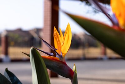 Papier peint  Strelitzia, bird of paradise, or crane lily