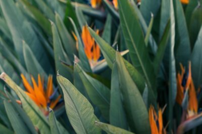 Papier peint  Strelitzia, bird of paradise, or crane lily