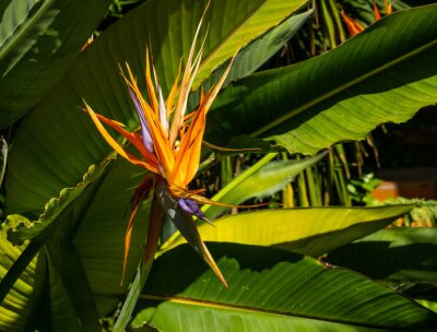 Papier peint  Strelitzia, bird of paradise, or crane lily