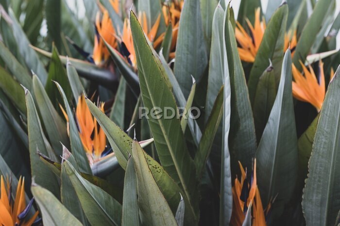 Papier peint  Strelitzia, bird of paradise, or crane lily
