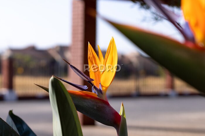 Papier peint  Strelitzia, bird of paradise, or crane lily