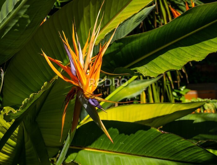 Papier peint  Strelitzia, bird of paradise, or crane lily