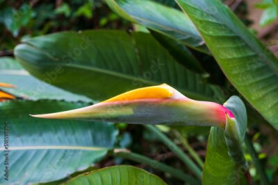Papier peint  Strelitzia, bird of paradise, or crane lily, closed bud, close up