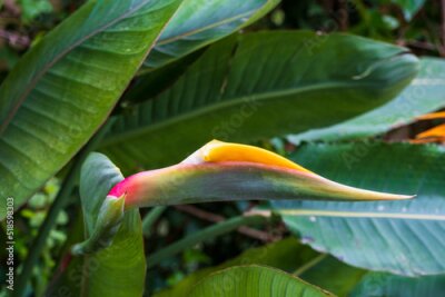 Papier peint  Strelitzia, bird of paradise, or crane lily, closed bud, close up
